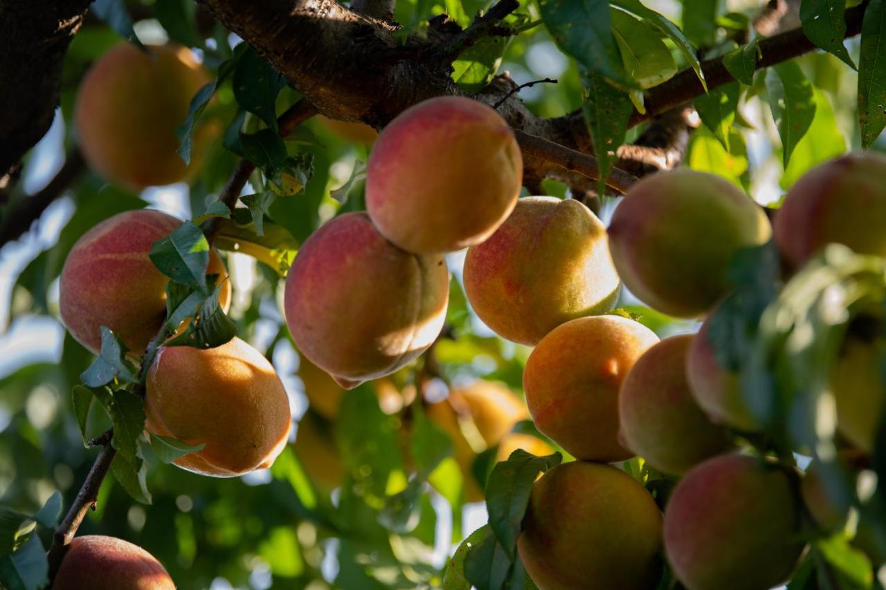 Ecogranja Sierra Hermosa Cecenas エクステリア 写真